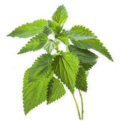 Екстракт-концентрат "КРОПИВА" 30 мл