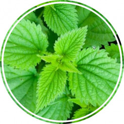 Аюрведична пудра кропиви 100 гр