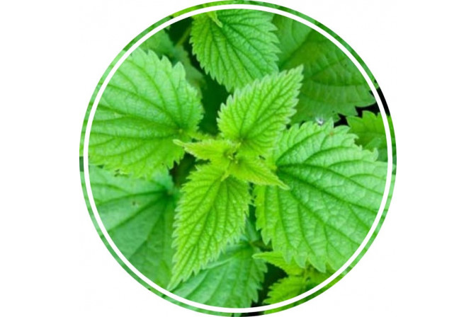 Аюрведична пудра кропиви 100 гр