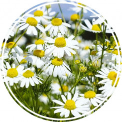 Аюрведична пудра ромашки 100 гр Аюрведична пудра ромашки 100 гр