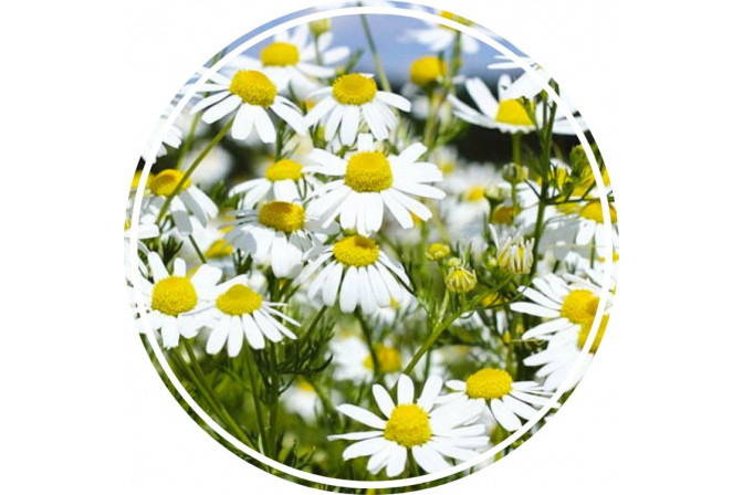 Аюрведична пудра ромашки 100 гр Аюрведична пудра ромашки 100 гр