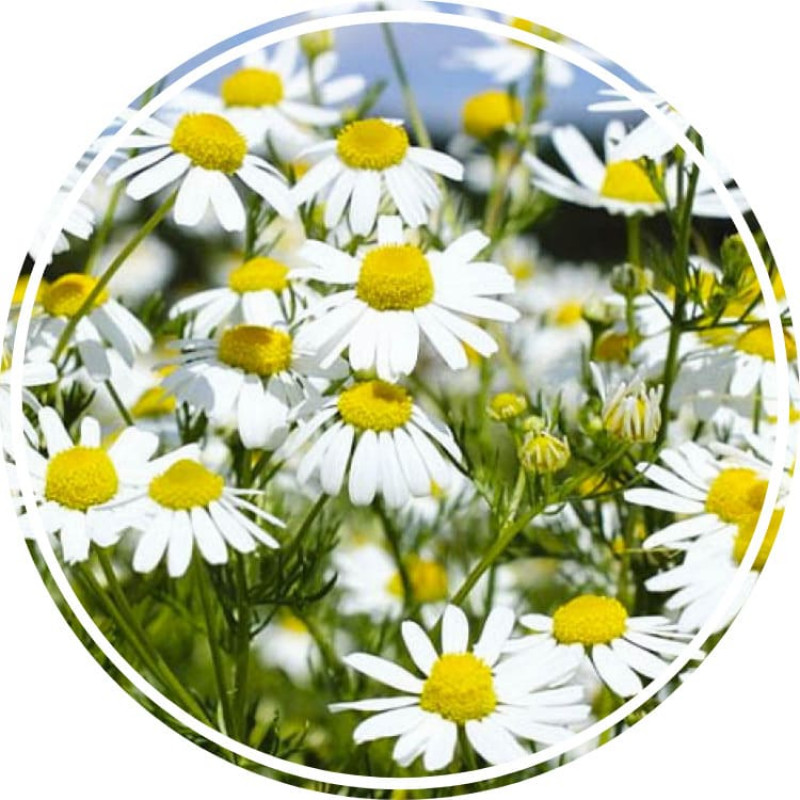 Аюрведична пудра ромашки 100 гр